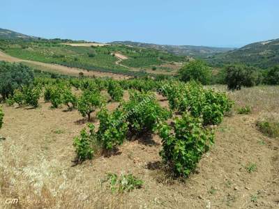 Tekirdağ Şarköy Mursallı Mahallesinde Satılık Tarla 8