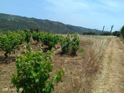 Tekirdağ Şarköy Mursallı Mahallesinde Satılık Tarla 7