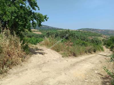 Tekirdağ Şarköy Mursallı Mahallesinde Satılık Tarla 1