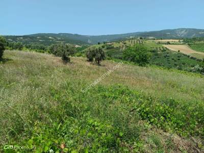 Tekirdağ Şarköy Mursallı Mahallesinde Satılık Tarla 9