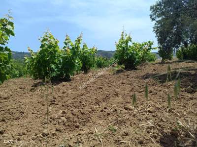 Tekirdağ Şarköy Mursallı Mahallesinde Satılık Tarla 2