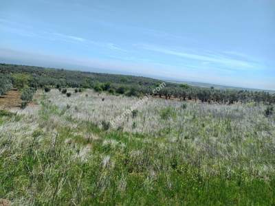 Tekirdağ Şarköy Tepeköy Mahallesi Satılık Tarla 1