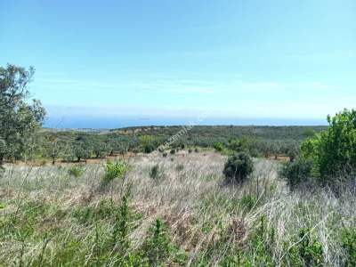 Tekirdağ Şarköy Tepeköy Mahallesi Satılık Tarla 2