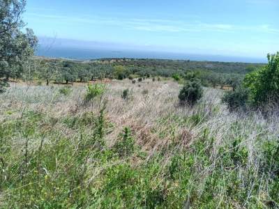 Tekirdağ Şarköy Tepeköy Mahallesi Satılık Tarla 4