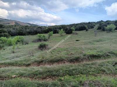 Tekirdağ Şarköy Yeniköy Mahallesi Satılık Tarla 1