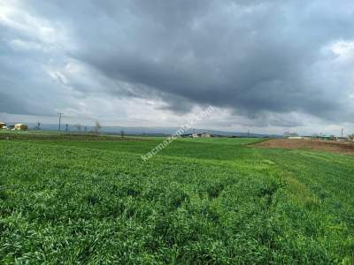 Tekirdağ Şarköy Yeniköy Mahallesi Satılık İmarlı Tarla 3