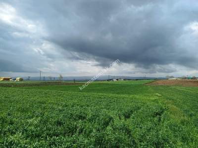 Tekirdağ Şarköy Yeniköy Mahallesi Satılık İmarlı Tarla 2