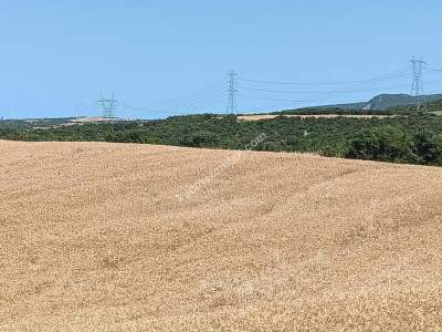 Tekirdağ Şarköy Yeniköy Mahallesi Satılık Tarla 4