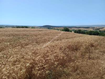 Tekirdağ Şarköy Yeniköy Mahallesi Satılık Tarla 10
