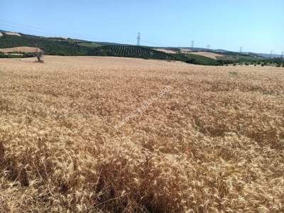 Tekirdağ Şarköy Yeniköy Mahallesi Satılık Tarla 7