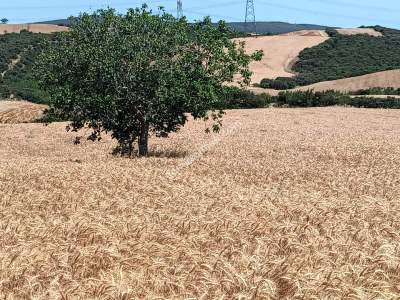 Tekirdağ Şarköy Yeniköy Mahallesi Satılık Tarla 2