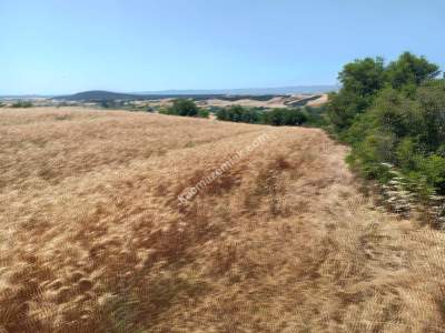 Tekirdağ Şarköy Yeniköy Mahallesi Satılık Tarla 12