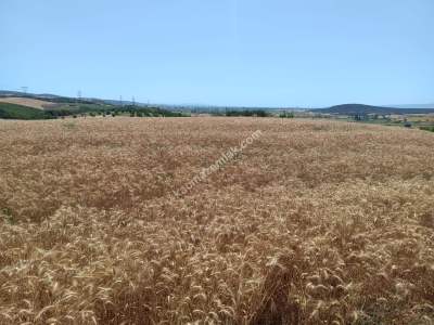 Tekirdağ Şarköy Yeniköy Mahallesi Satılık Tarla 9