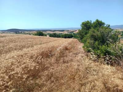 Tekirdağ Şarköy Yeniköy Mahallesi Satılık Tarla 11