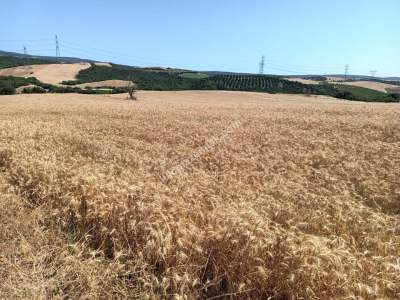 Tekirdağ Şarköy Yeniköy Mahallesi Satılık Tarla 6