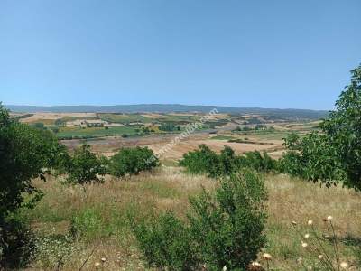 Tekirdağ Şarköy Yeniköy Mahallesi Satılık Tarla 5