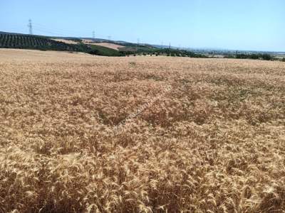 Tekirdağ Şarköy Yeniköy Mahallesi Satılık Tarla 8