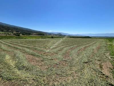 Niksar Çimenözü Mevkiinde Satılık Tarla 4
