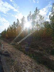 Niksar Şehir Merkezinin Girişinde Anayola Cephe Tarla 2