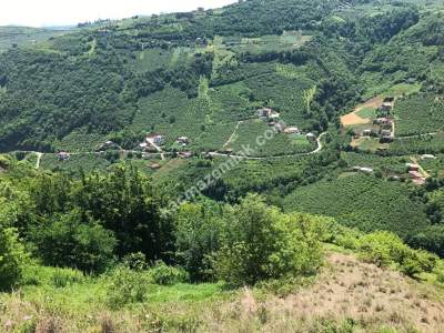 Trabzon Akçaabat Kavaklı'da Satılık 22 Dönüm Arazi 11