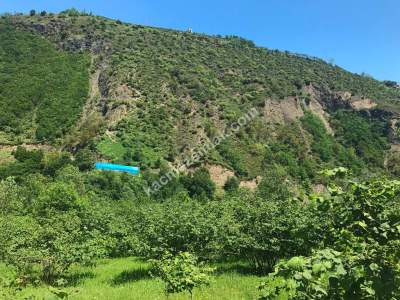 Trabzon Akçaabat Kavaklı'da Satılık 22 Dönüm Arazi 2