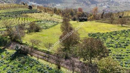 Akçaabat Kirazlık Köyünde Satılık 1384 M2 Arazi 11
