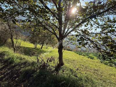 Akçaabat Kirazlık Köyünde Satılık 1384 M2 Arazi 15