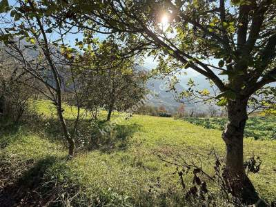 Akçaabat Kirazlık Köyünde Satılık 1384 M2 Arazi 14