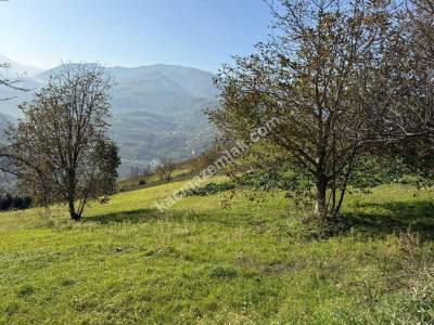 Akçaabat Kirazlık Köyünde Satılık 1384 M2 Arazi