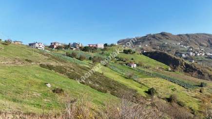 Akçaabat Kirazlık Köyünde Satılık 1384 M2 Arazi 9