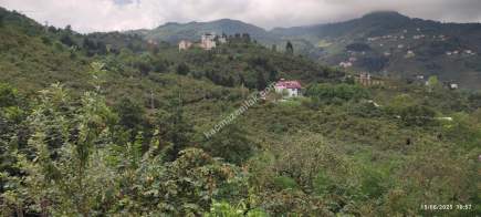 Geçit Mahallesinde Yola Cepheli Satılık Fındık Bahçesi 3