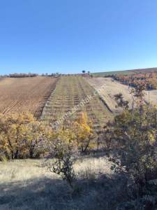 Uşak Eşme Karaahmetli Köyünde Satılık Badem Bahçesi 4
