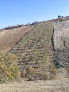 Uşak Eşme Karaahmetli Köyünde Satılık Badem Bahçesi 2