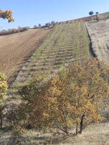 Uşak Eşme Karaahmetli Köyünde Satılık Badem Bahçesi 1