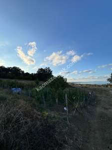 Gerze Belören Köyü Satılık Villa İmarlı Arsa 3