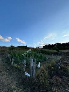 Gerze Belören Köyü Satılık Villa İmarlı Arsa 5