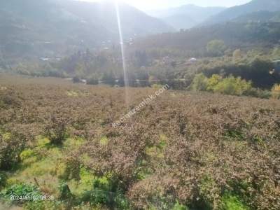 Kaçmaz Emlaktan Trabzon Akçaabat Derecik Mah.satılık Ar 9