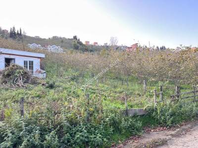 Trabzon Tosköyde Satılık Az Eğimli Arazi 6