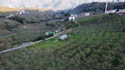 Trabzon Tosköyde Satılık Az Eğimli Arazi 16