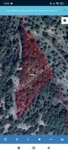 Aydın Efeler Doğan Köy 2.809M² Zeytinlik Satılık 1