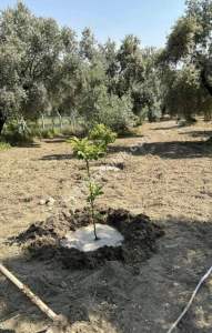 Kaçmaz Emlak Nazilliden Yaylapınatda Hobi Bahçesi 8