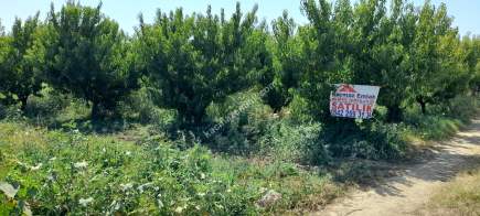 Bursa Gemlik Umurbey Çayırlık Zeytinlik Satılık 1