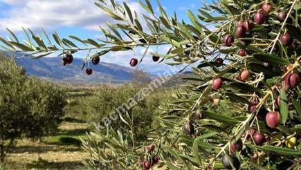 Mudanya Çepnide Satılık Zeytinlik 1