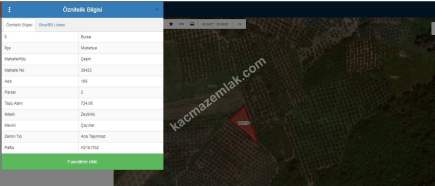 Mudanya Çepnide Satılık Zeytinlik 2
