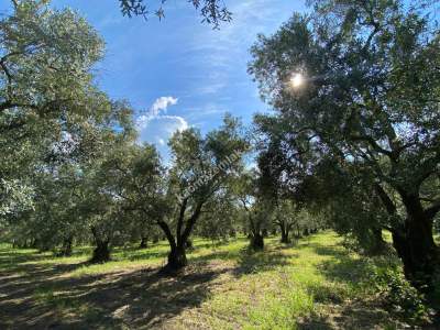 Bursa Orhangazi Satılık Fırsat Zeytinlik 4