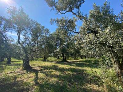 Bursa Orhangazi Satılık Fırsat Zeytinlik 8