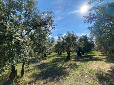 Bursa Orhangazi Satılık Fırsat Zeytinlik 1