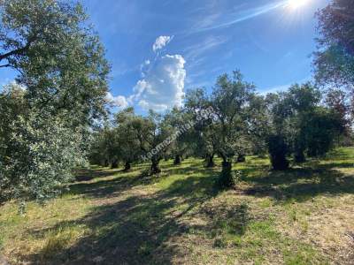 Bursa Orhangazi Satılık Fırsat Zeytinlik 9