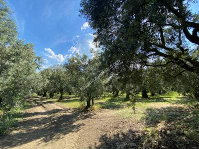 Bursa Orhangazi Satılık Fırsat Zeytinlik 10