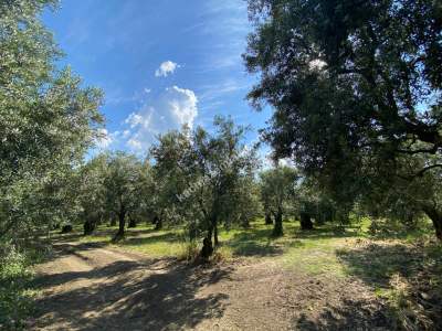 Bursa Orhangazi Satılık Fırsat Zeytinlik 5